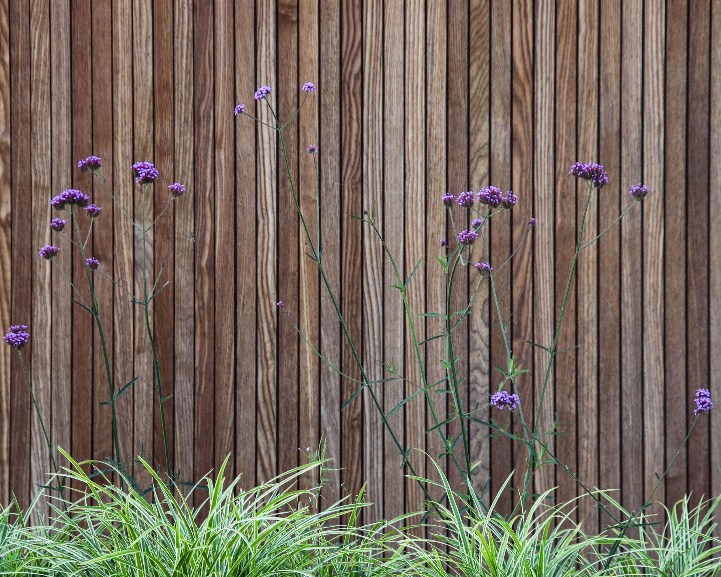 Goropiuslaan Hilvarenbeek